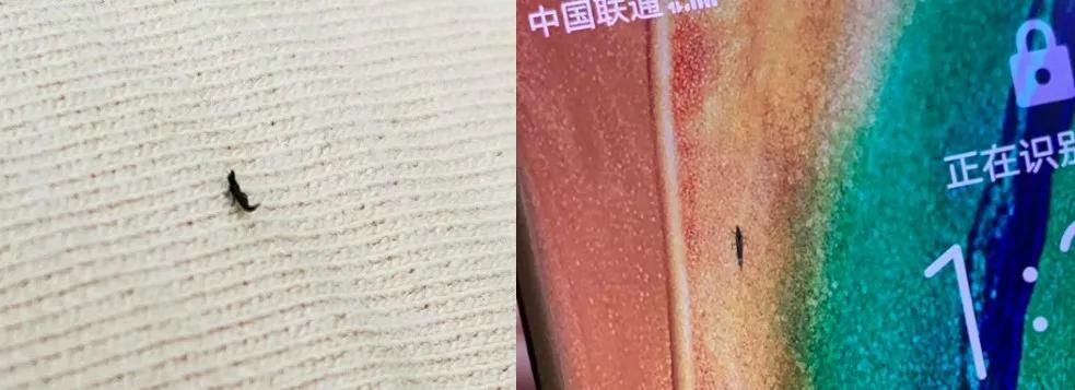 咬人很痒的小黑虫有哪些,小黑虫子咬了奇痒无比是什么虫