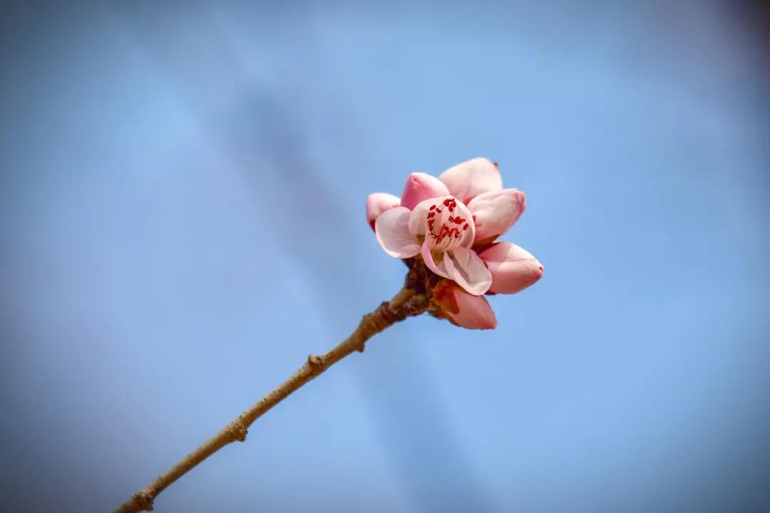 滨海生态城花海,塘沽区滨海花海