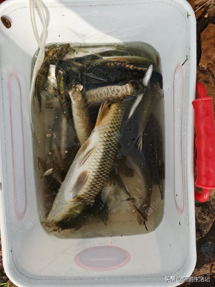 雨中作乐:酒足饭饱，雨后垂钓收货颇丰！