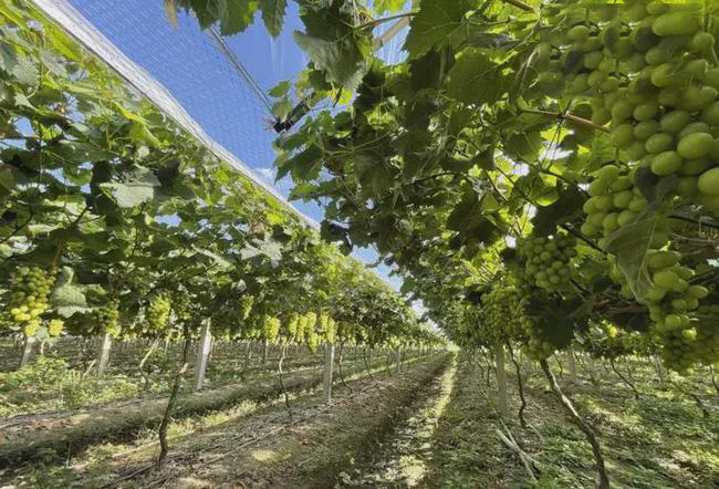 农村种植葡萄一年收入,农村种植葡萄年入500万