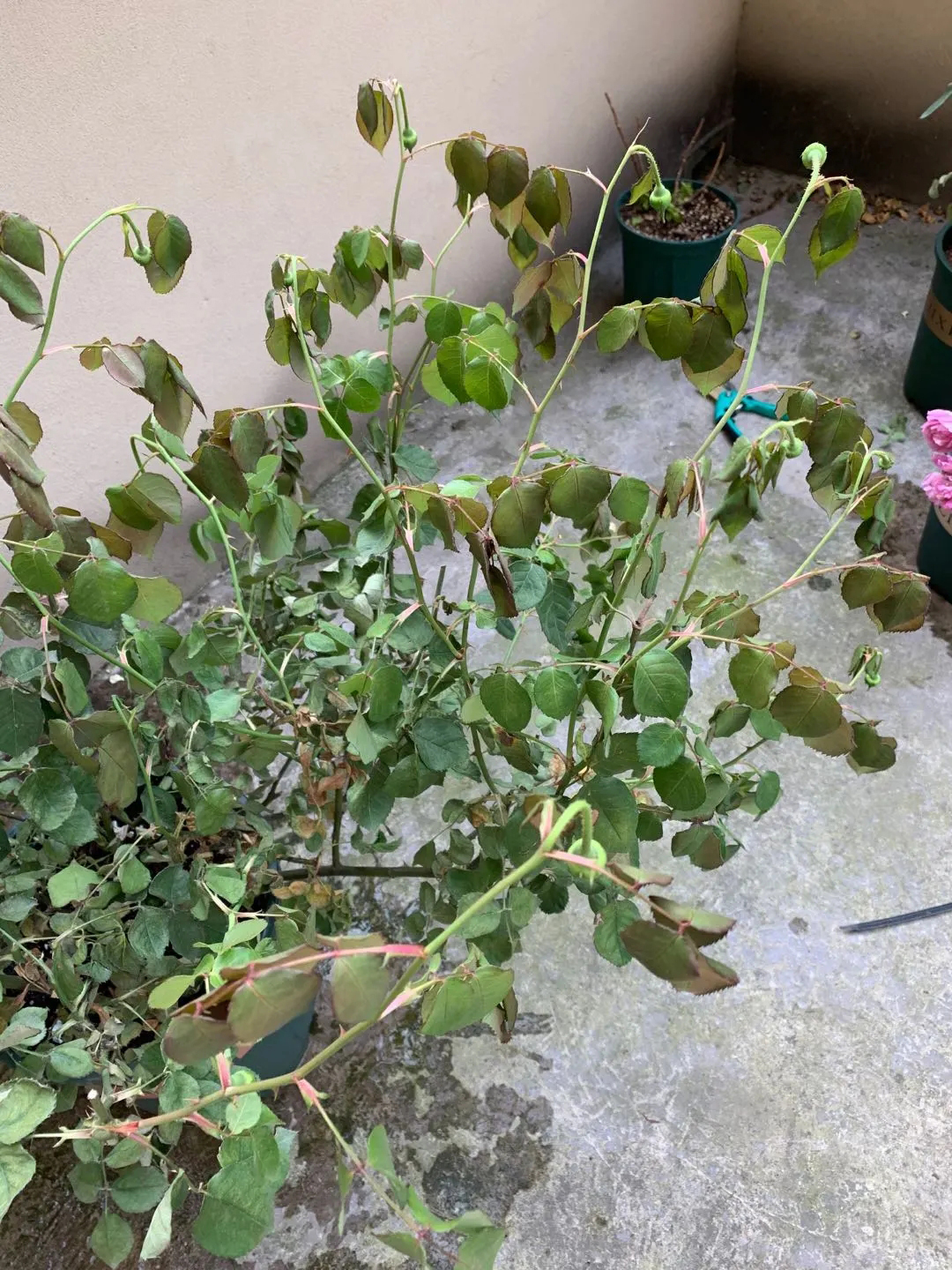 月季花开一半就不开了怎么回事,月季花开一半花蕊烂了是什么原因