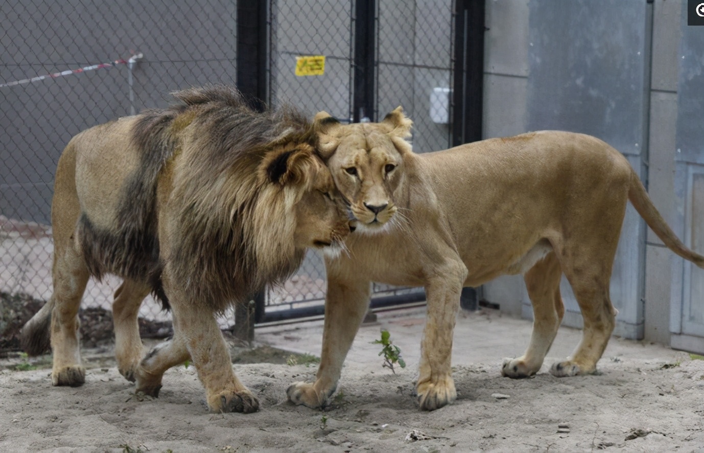 为什么所有雄性动物器官都一样,雄性动物生殖和排尿是同一系统