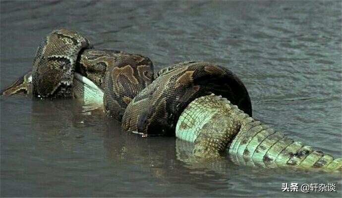 最大老虎能打过成年森蚺吗,世界上最大的蛇跟绿森蚺决斗