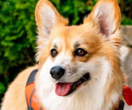 狗狗吃什么能变成黑鼻头,狗狗的黑鼻头变白是什么原因