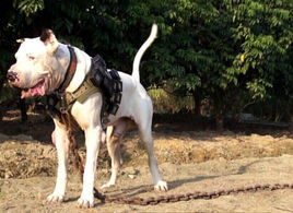 巴基斯坦库达犬多少钱一只,巴基斯坦国家赛冠军库达犬