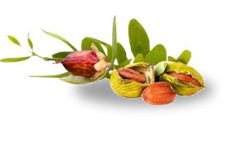 香娜露羊胎素绵羊油滋养霜,香娜露儿羊胎素面霜