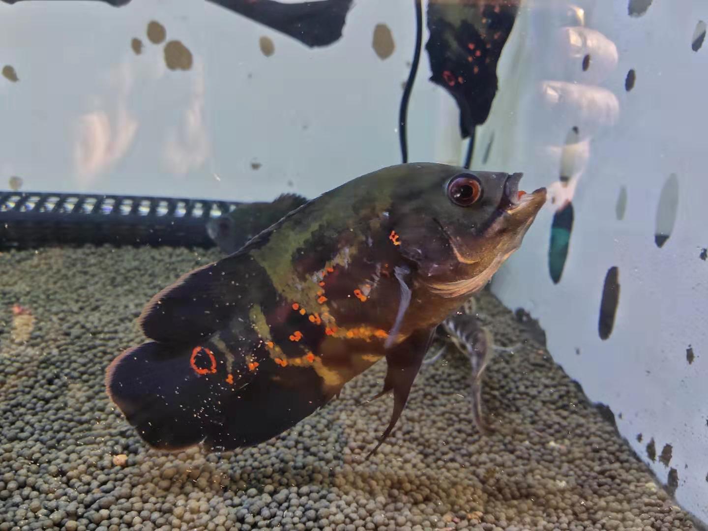 地图鱼会不会撑死,地图鱼为什么那么凶