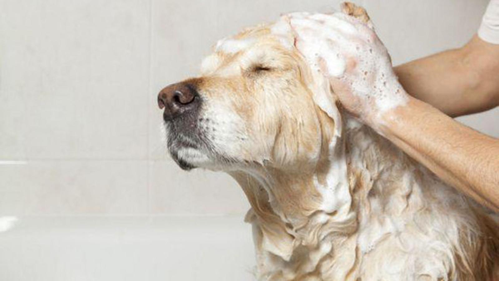 狗体臭,狗体臭是什么原因引起