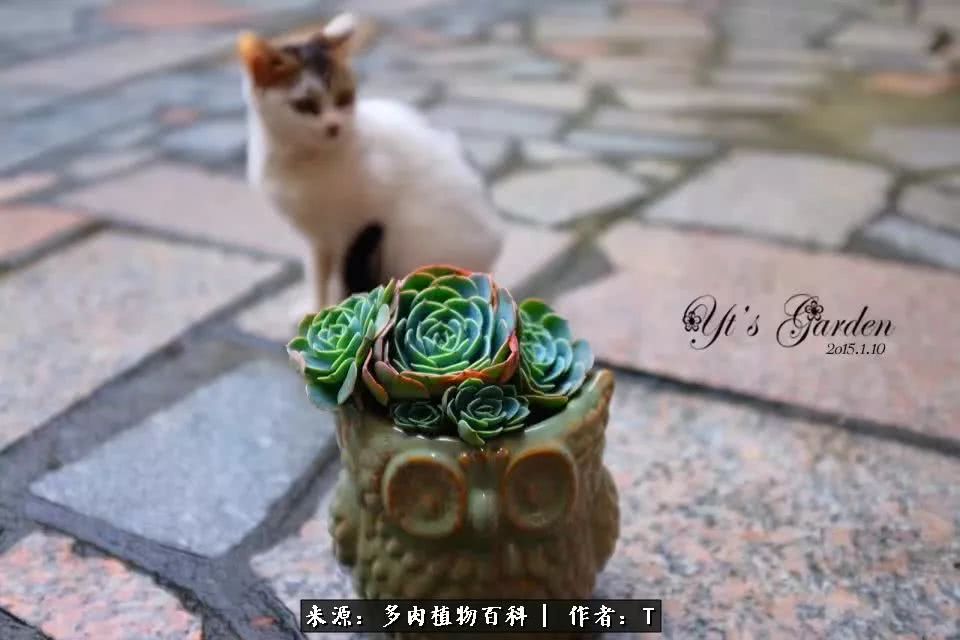 多肉还可以这样玩(上):八年养肉路剪影!