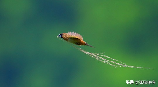 拍鸟的100个技巧,拍鸟的十大技术