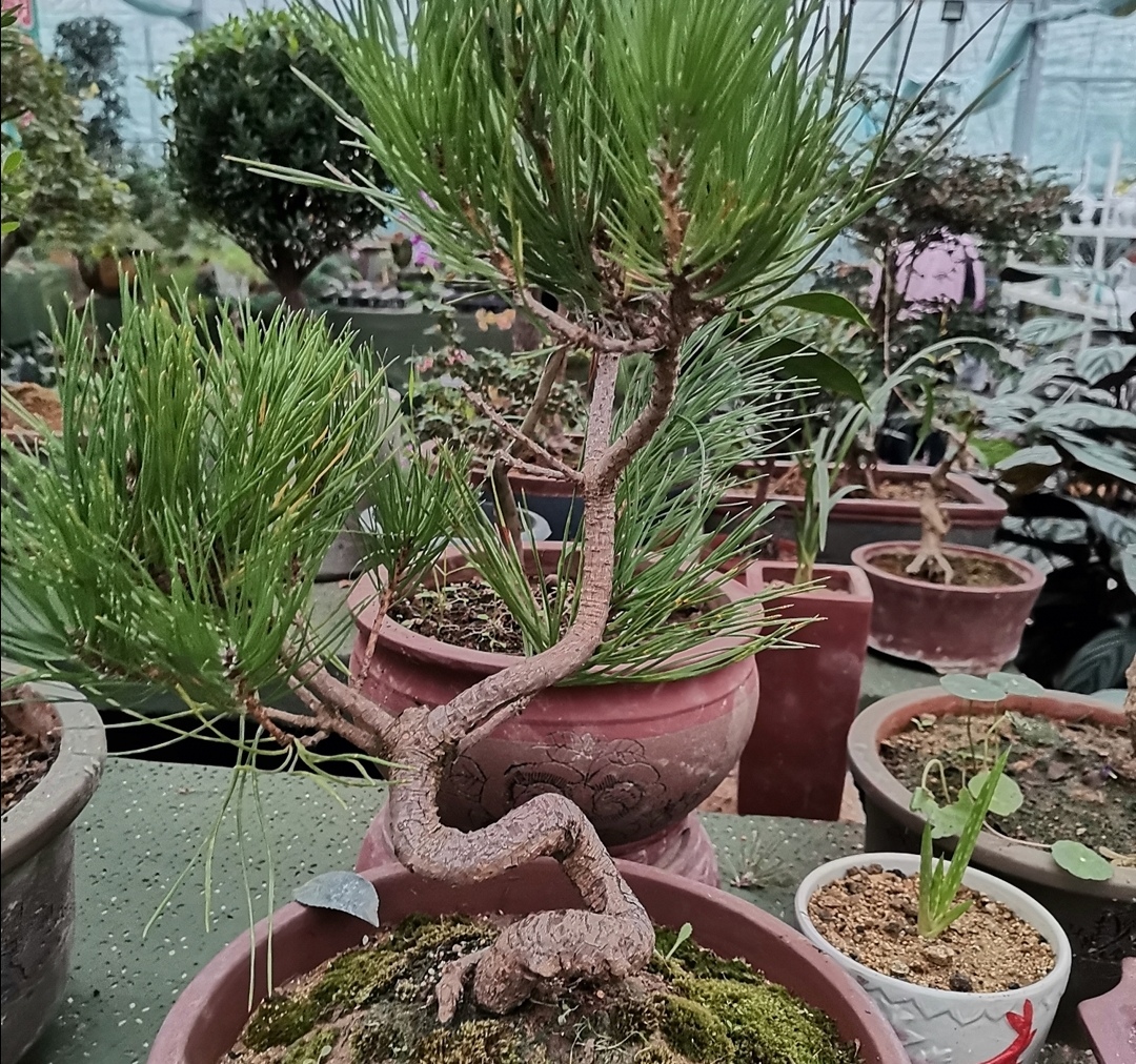 十种不适合做盆景的植物,盆景不用浇水品种