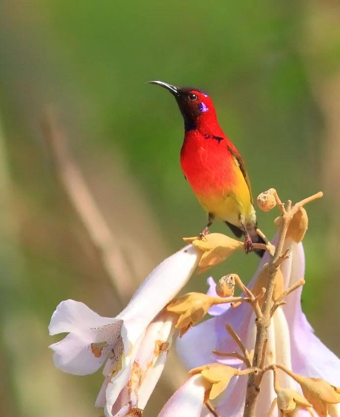可爱的太阳鸭,可爱的太阳鸟