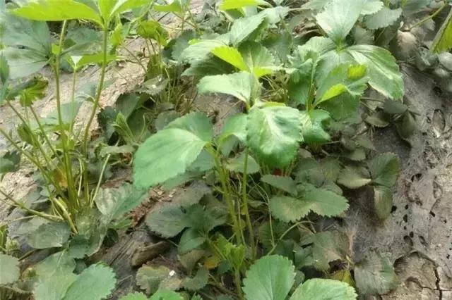 生长素和细胞分裂素是植物激素吗,生长素脱落酸赤霉素细胞分裂素