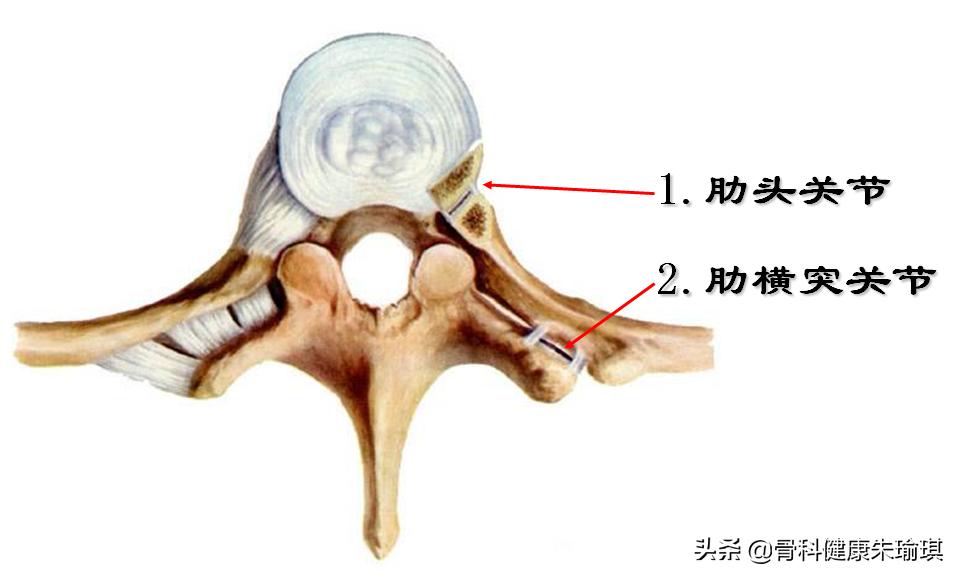 到底是横突骨折？还是正常的肋椎关节？