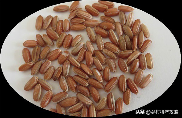 河北十大特产，雪花梨、坝上口蘑、白洋淀松花蛋，保定春不老