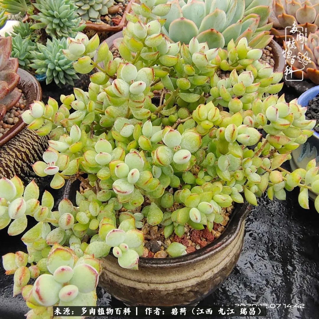 养了五年的多肉看到岁月的痕迹,经过一年春夏秋冬的轮回