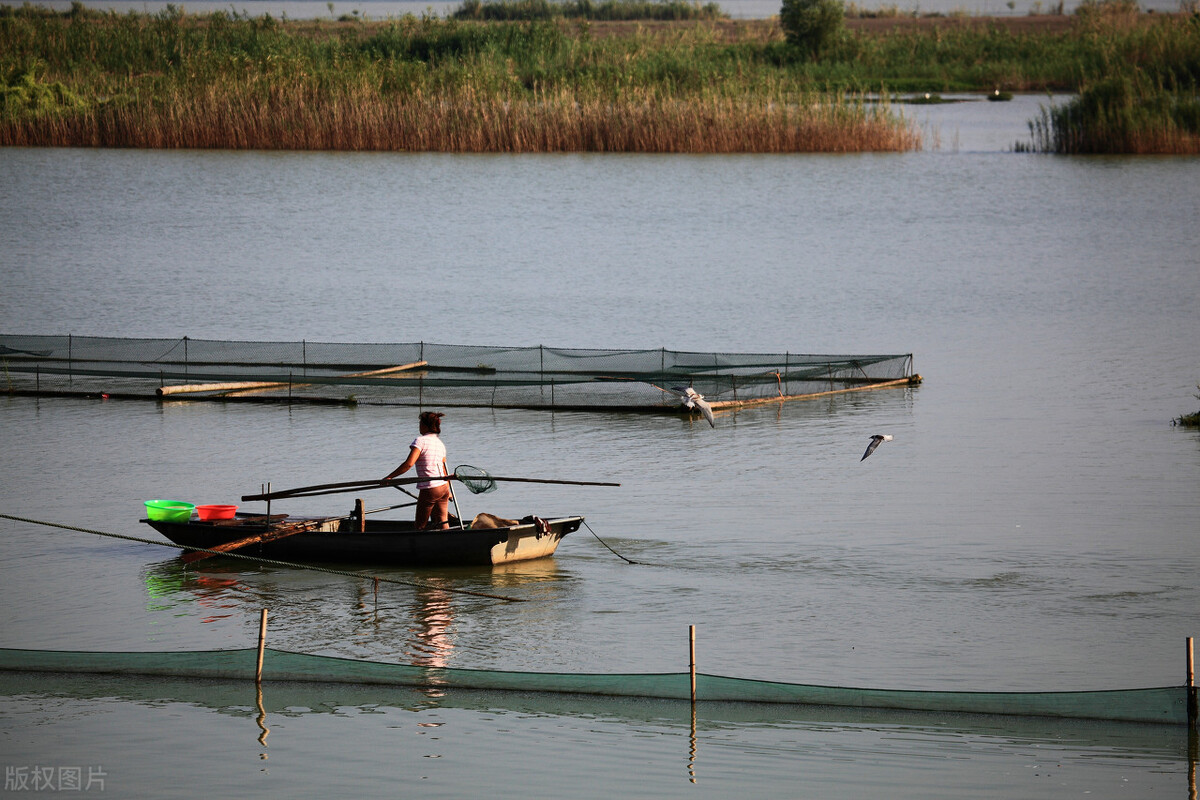 农村最赚钱的五个养殖项目有哪些,目前最有前景的农村养殖项目是啥