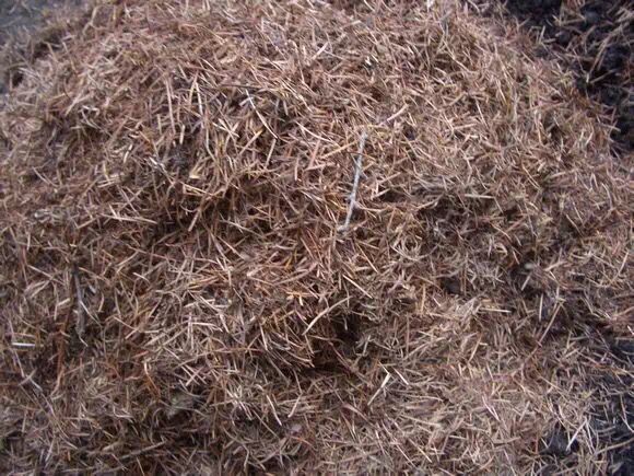 给君子兰换盆可以加上点草木灰吗,如何给君子兰换盆在冬季