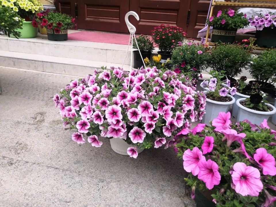 养牵牛花需要什么土,养牵牛花