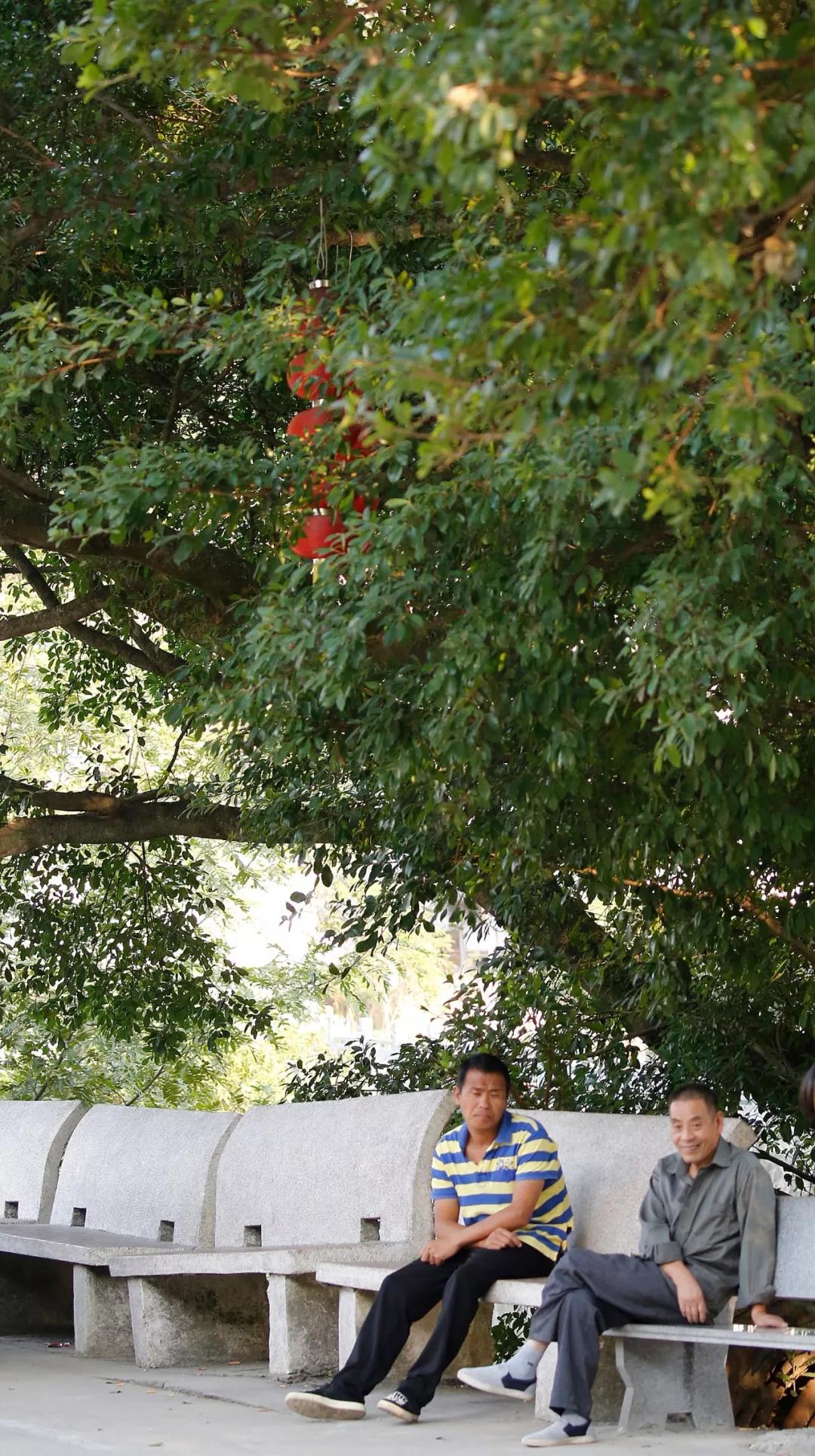 西龙溪畔的竹源榕树下