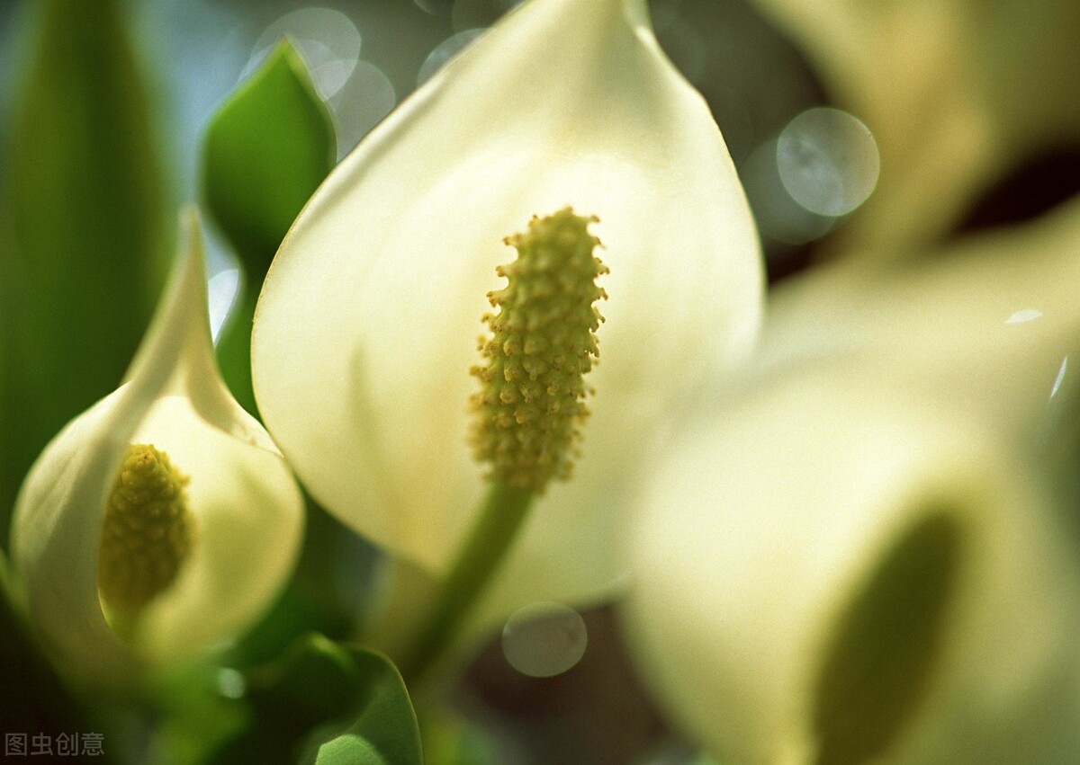 自然界嘴巴奇特的十种动物,十种奇特的自然界植物图片