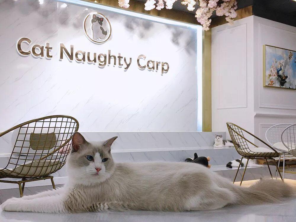 深圳10家顶级餐厅,深圳10大必吃的餐厅