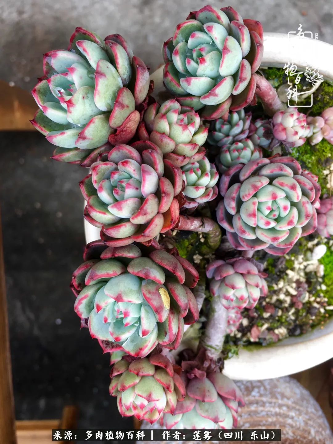 治愈系多肉精灵,初冬携一抹暖阳与多肉相伴