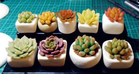 新手夏季多肉如何养,夏天养多肉的技巧和方法