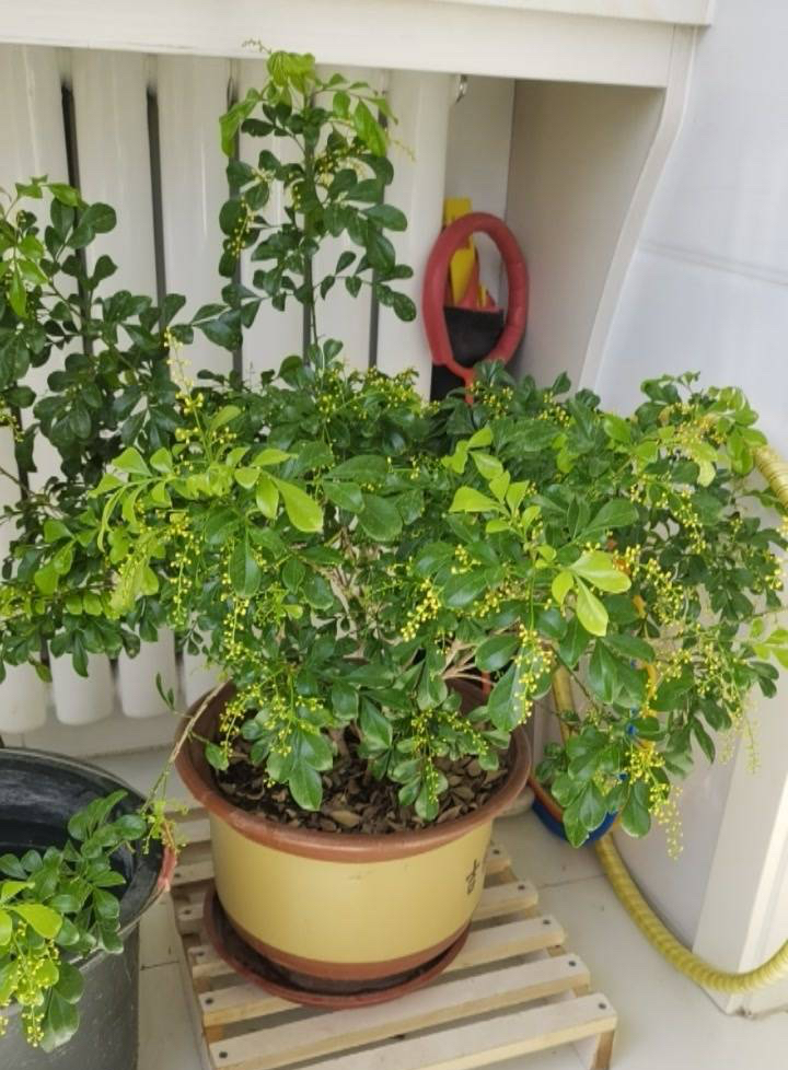 米兰花的四季养护方法和注意事项,米兰花冬天怎么养护和浇水方法