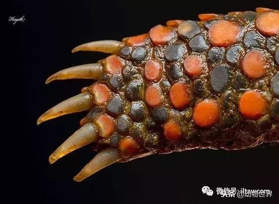 红腿象龟新手入门教程,黄腿象龟