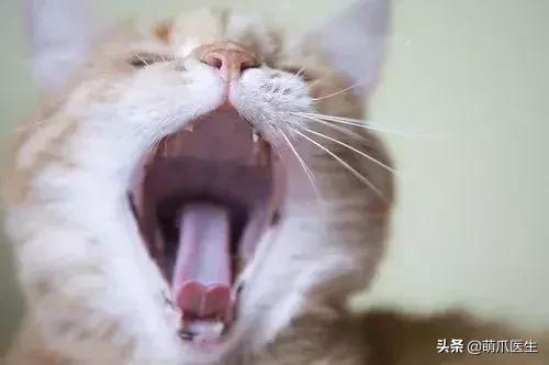 猫咪不能吃什么添加剂,猫咪不能吃什么