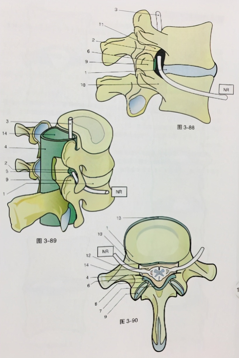 腰椎管狭窄一般能活多少年,腰椎管狭窄怎么锻炼最有效