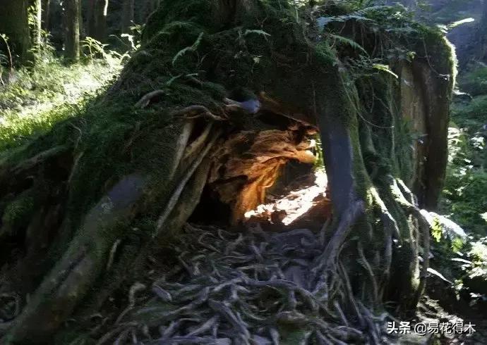 宝岛阿里山风景,山水风景台湾阿里山