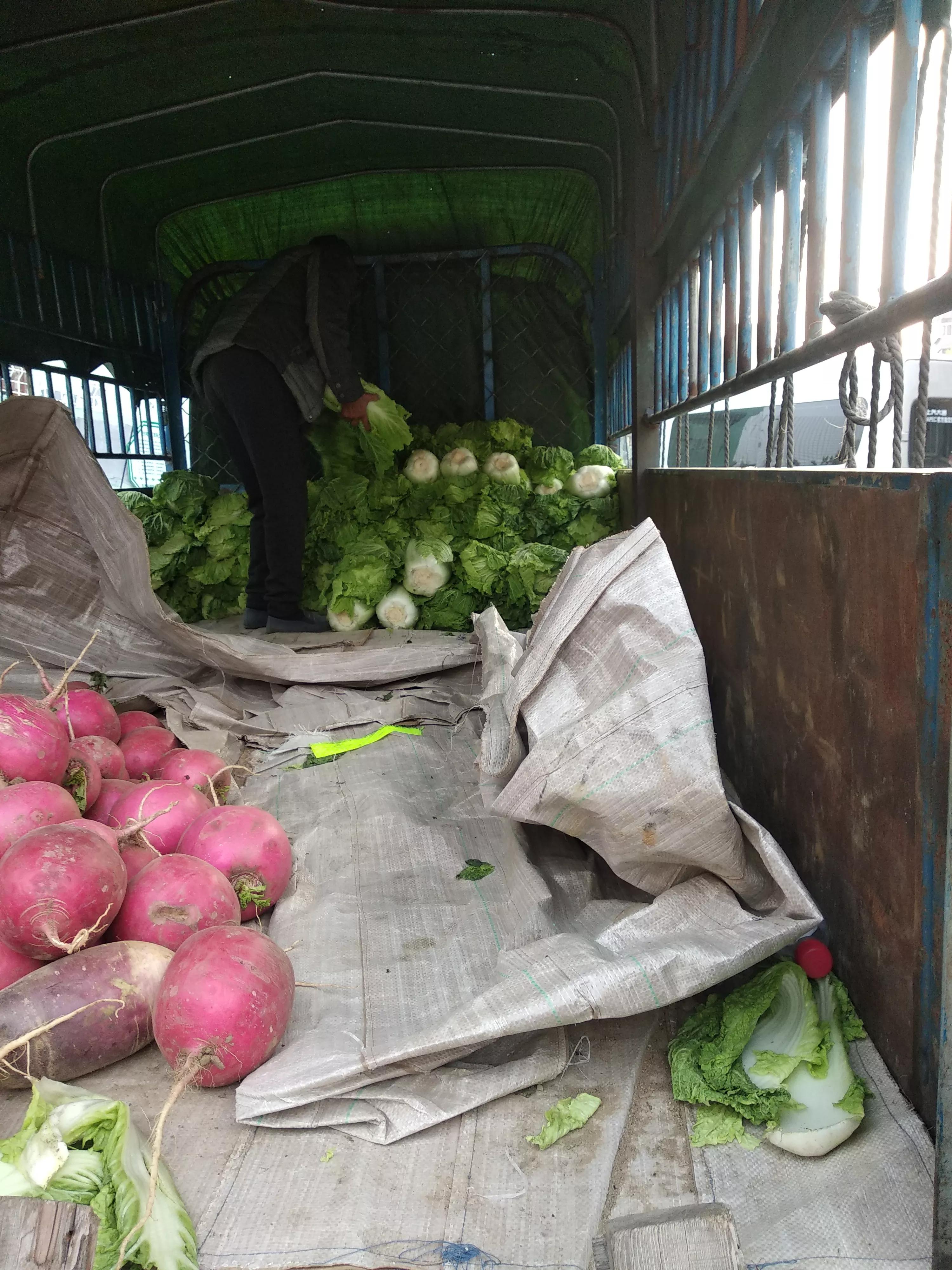 白菜上市！长棵的、短棵的、黄心绿帮的，哪种好？听听大妈怎么说