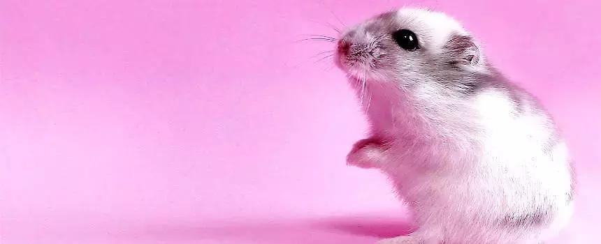 坎贝尔仓鼠和加卡利亚仓鼠,仓鼠生育的小仓鼠种类