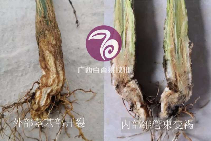 百香果镰刀菌属型、疫霉属型茎基腐病的区别与防治