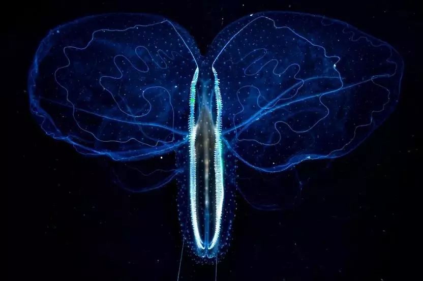 荷赛奖2019获奖作品赏析,荷赛奖作品2019年