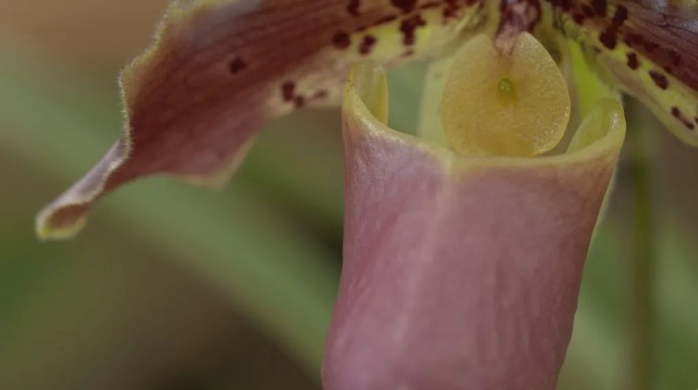 致富经：一株草要价上百万？兰花让我一夜暴富