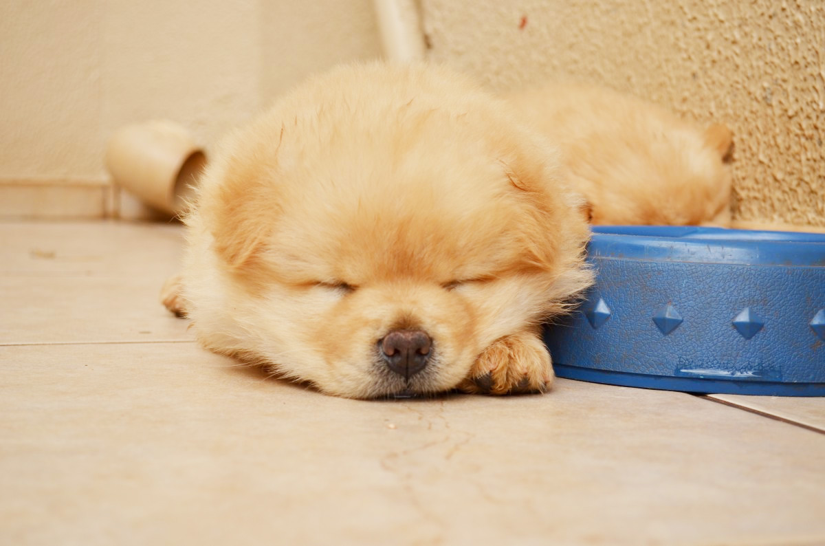 为什么松狮狗这么肥,为什么有人喜欢松狮