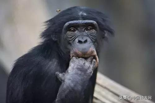 nb手表是哪国产的,国产rm手表