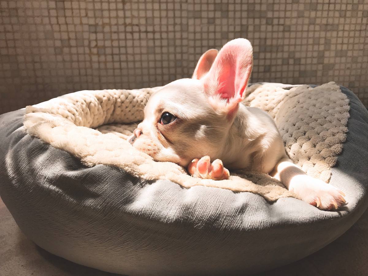 狗狗排泄臭,狗狗嘴臭是因为狗粮问题吗