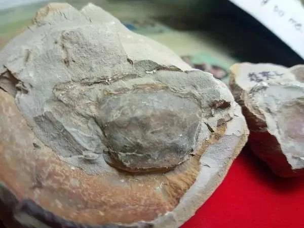 新西兰海边的巨石蛋,新西兰海滩神秘生物