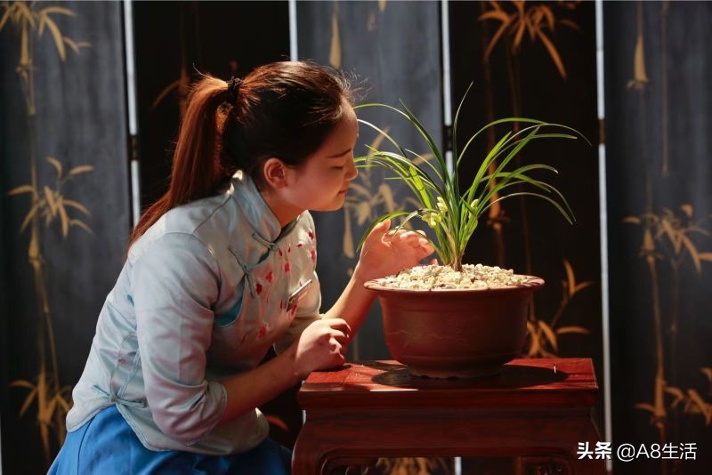 每日一品中国兰花春兰,每日一品完整视频