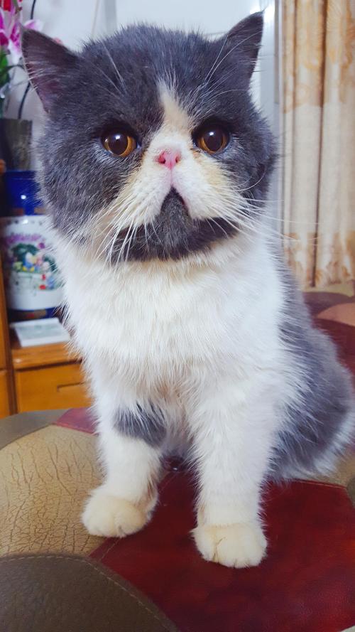 加菲猫有什么毛色,加菲猫有哪些毛色