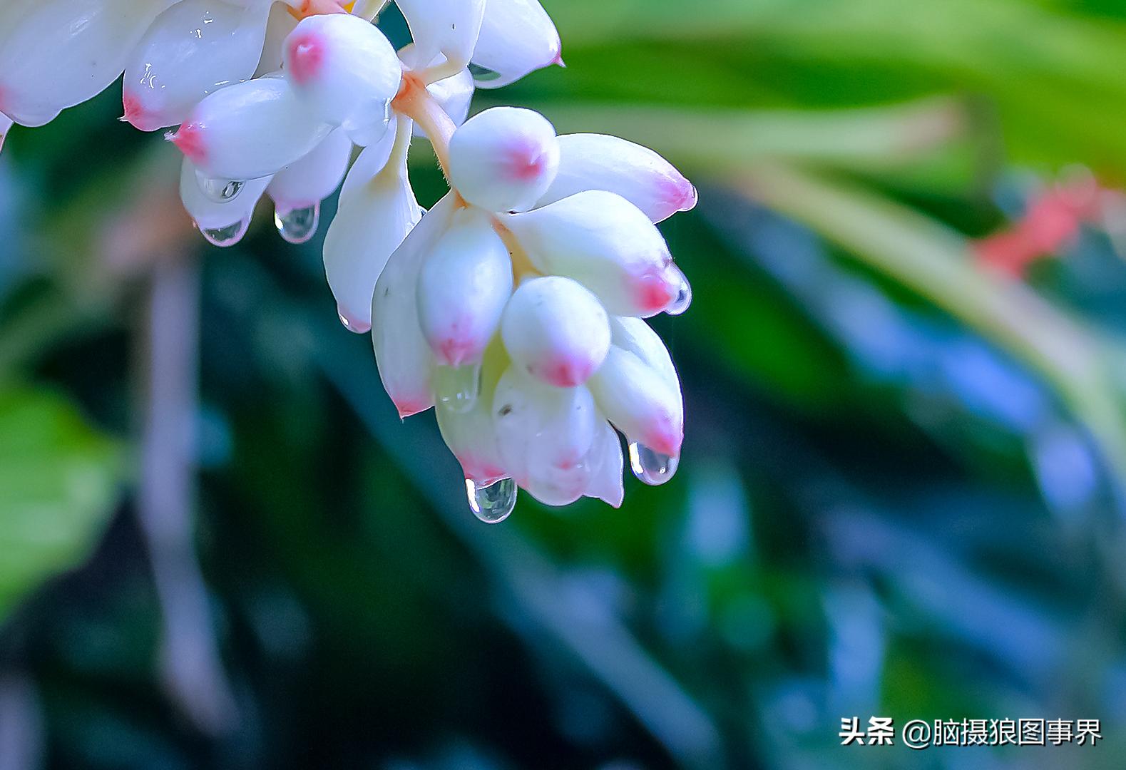 佳能550d配什么镜头拍摄效果好,佳能550d用18-55镜头怎么拍月亮