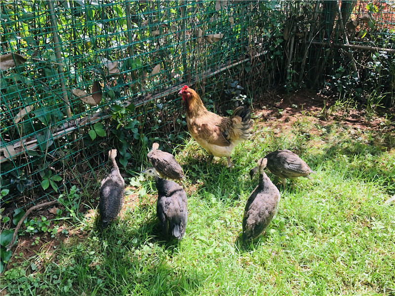 2只老母鸡孵出八只蓝孔雀,云南一高校母鸡孵出孔雀