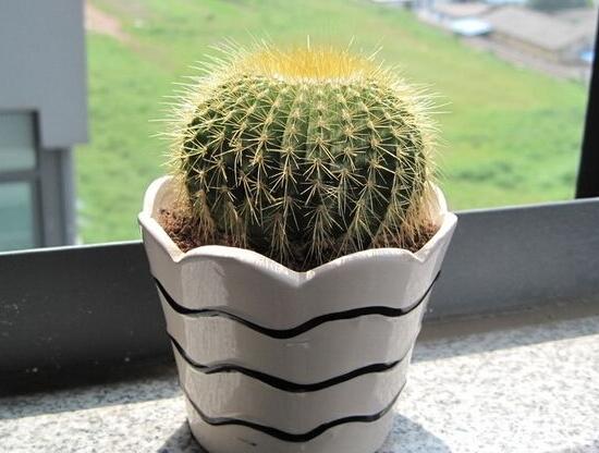 仙人球的刺扎着怎么办,仙人球的刺扎到人有毒吗