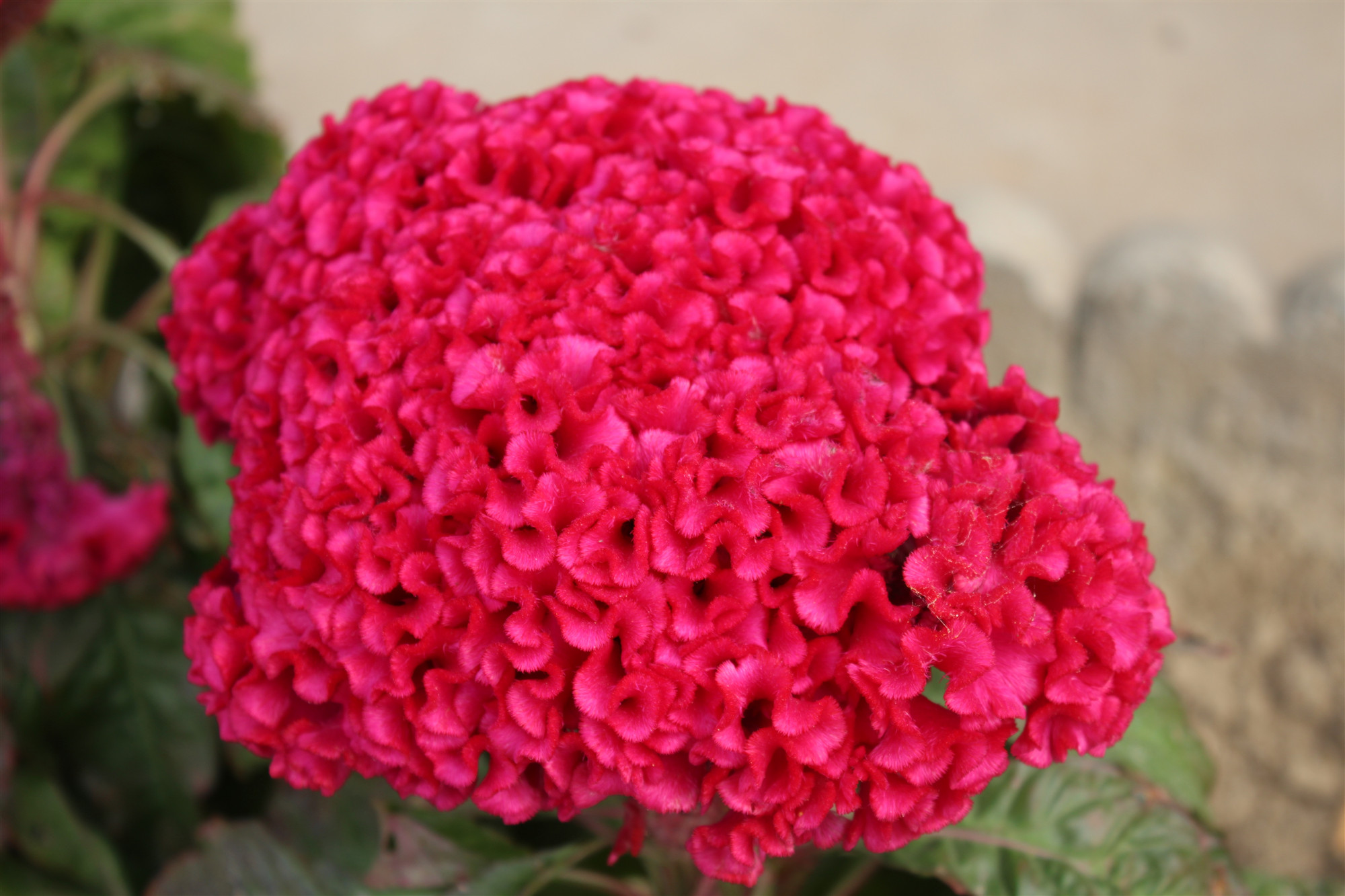 中药科普之车前子,中药科普之委陵菜与翻白草