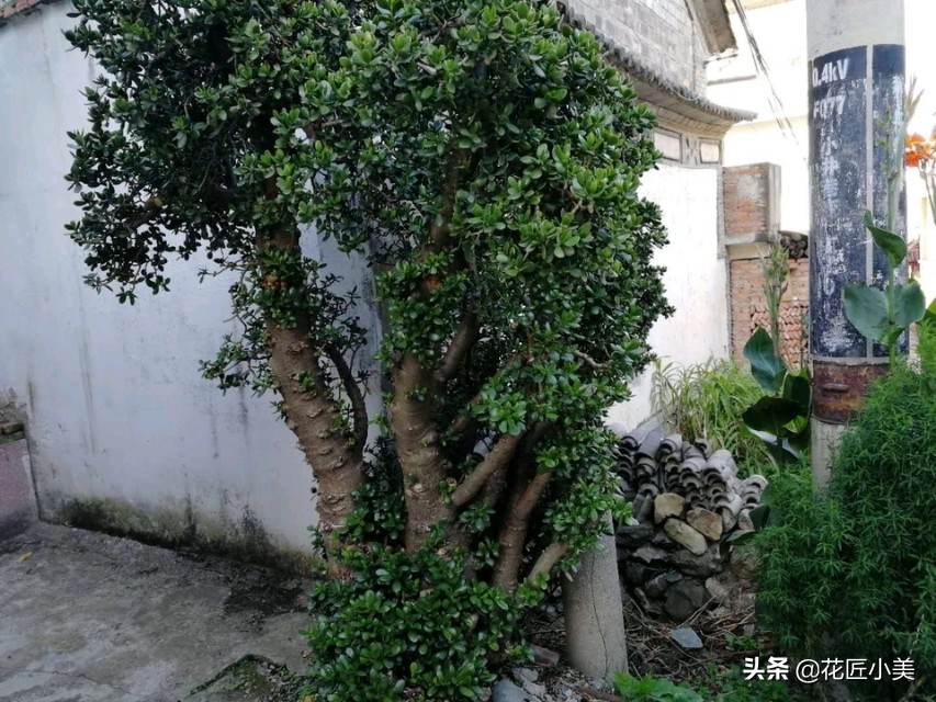 玉树剪完怎么护理,玉树修剪之后怎么养护