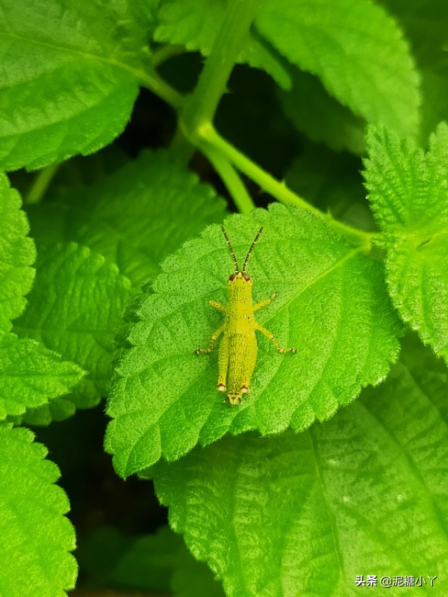 农村常见六种虫子,农村最常见的五种危险虫子
